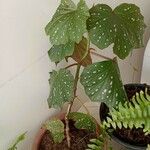 Begonia aconitifolia List