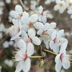 Prunus cerasifera Blüte