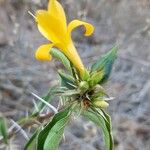 Barleria prionitis Květ