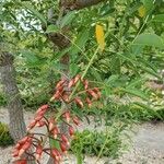 Senna didymobotrya Flower