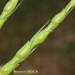 Aegilops ventricosa Mbuma
