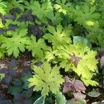 Petasites frigidus 葉