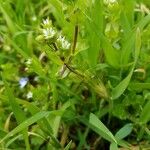 Cerastium diffusum Foglia