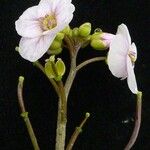 Cardamine loxostemonoides Συνήθη χαρακτηριστικά