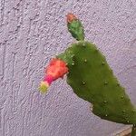 Opuntia cochenilliferaCvet