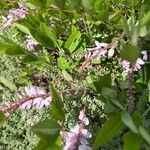 Indigofera decora Flor