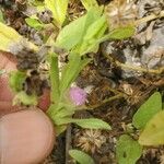 Sphaeranthus talbotii Çiçek