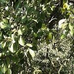 Pyrus communis Folio