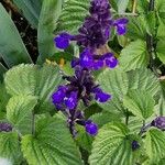 Salvia farinacea Habit