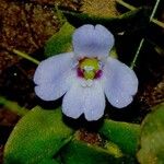 Bacopa salzmannii Kvet