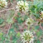 Spermacoce verticillata Flower