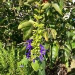 Salvia patensFlower