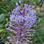 Scilla latifolia Flower