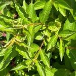 Weigela hortensis Leaf