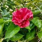 Hibiscus fragilisফুল