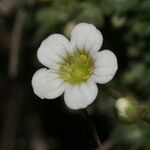 Saxifraga erioblasta Kwiat