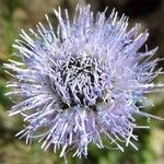 Globularia vulgaris Fula