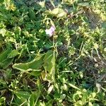 Linaria algarviana Habit