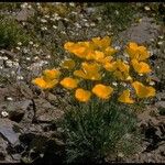 Eschscholzia glyptosperma ᱛᱟᱦᱮᱸ