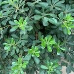 Pittosporum heterophyllum Folha