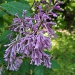 Syringa josikaea Flower