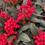 Skimmia japonicaФрукт