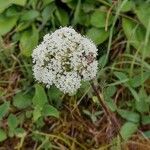Seseli annuum 花