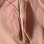 Carex acuta Diğer