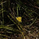 Sonchus maritimus অভ্যাস