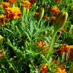 Tagetes erecta 葉