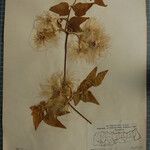 Clematis buchananiana Други