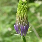 Phyteuma spicatum Flower