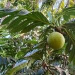 Artocarpus altilis Fruct