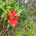 Hesperantha coccineaFlower