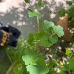 Lavatera bryoniifolia Leaf