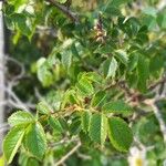 Rosa canina Blad