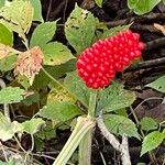 Arisaema dracontium ফল