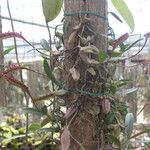 Bulbophyllum falcatum Облик