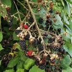 Rubus discolor Fruit