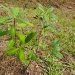 Rhododendron minus Hábito