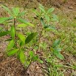 Rhododendron canescens आदत