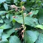 Aesculus parviflora Fruto