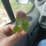 Lamium purpureumLeaf