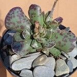 Adromischus cooperiFolha