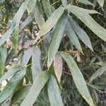 Phyllostachys viridis 葉