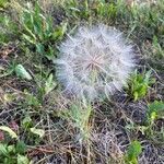 Tragopogon dubiusBlüte