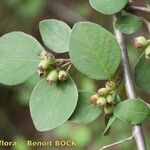 Cotoneaster nummularius Muu