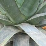 Agave sisalana Levél