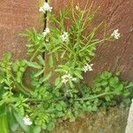 Cardamine parviflora Лист