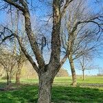 Betula dahurica Bark